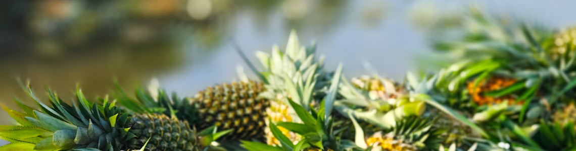 Banner footer Ananas_Artboard 21