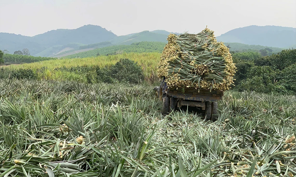 Ngang xe dứa Nghệ An